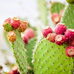 image footer: cactus